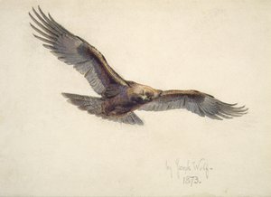 Kotka lennossa, 1873